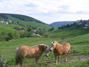 Todtnauberg Hochschwarzwald - Schwarzwaldurlaub