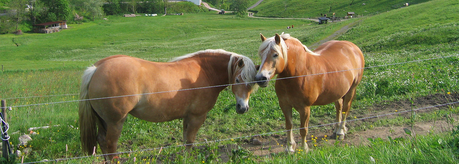 Pferde auf der Wiese